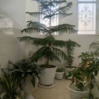 گل مطبق