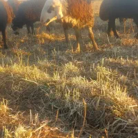 توغلی|حیوانات مزرعه|ثمرین, |دیوار