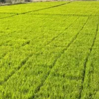 نشا برنج کامفیروزی یا شلتوک