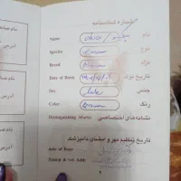 سگ پیکنز ۳ماهه نر|سگ|پردیس, فاز ۹|دیوار