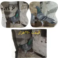 کبوتر پلاکی