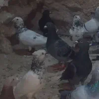 کفتر