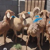 گوسفند زنده
