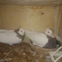 کبوتر طوقی و جوجه مرغ و خروس