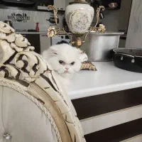 سه عدد گربه بالغ مولد فروشی|گربه|تبریز, |دیوار