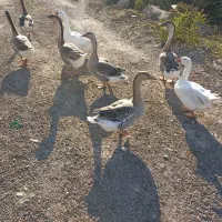 قوغاز و غاز محلی|حیوانات مزرعه|رشت, شهرک صنعتی|دیوار