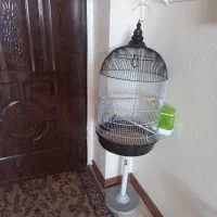 قفس طوطی و عروس هلندی