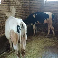 گوساله|حیوانات مزرعه|خاوه, |دیوار