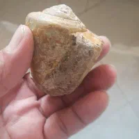 فسیل جانوری|کلکسیون و سرگرمی|نقده, |دیوار