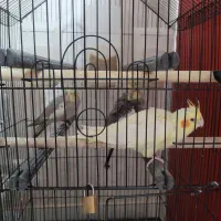 پرنده عروس|پرنده|رشت, نخودچر|دیوار