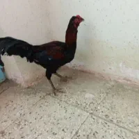 خروس لاری ریشو