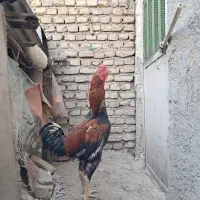 خروس لاری اصل