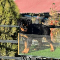 سگ روت|سگ|بومهن, |دیوار