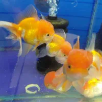 گلدفیش کله شیری و رد کپ و بلک تاپ گرید