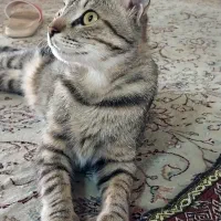 واگذاری گربه ماده یکساله
