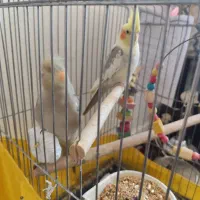 عروس هلندی مولد زیبا وسرحال