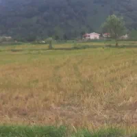 یک هکتار زمین نزدیک قیمت مناسب