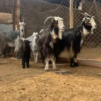 3راس بز و بیگ اصل بختیاری(میش)