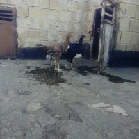 لاری|حیوانات مزرعه|مشهد, توس (بلوار توس)|دیوار