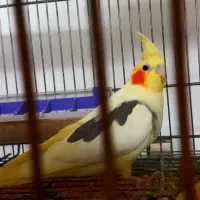 عروس هلندی خانگی دوکت|پرنده|اصفهان, جاوان|دیوار