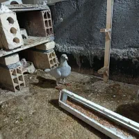 کبوتر پرشی و جفتگاه