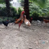 خروس لاری اصیل معاوضه با مرغ لاری یا محلی