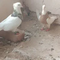 یک جفت طوقی
