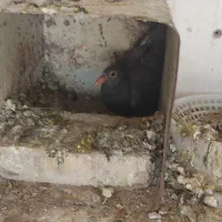 کلاغ|پرنده|رفسنجان, |دیوار