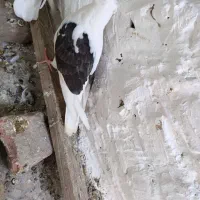 کفتر عروس هلندی پرنده قناری طوطی غیر