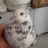 کبوتر سرور