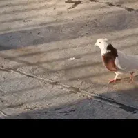 کفتر یا کبوتر|پرنده|محمدشهر, یزدیها|دیوار