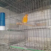 قناری  مرغ عشق  عروس هلندی