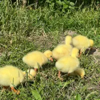 جوجه اردک و جوجه غاز لیندا جوجه غاز محلی