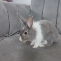 خرگوش دستی|موش و خرگوش|مهریز, |دیوار