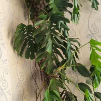 گل برگ انجیری، پتوس، سانسوریا|گل و گیاه طبیعی|رشت, جماران|دیوار