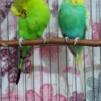 مرغ عشق انگلیسی گرید A|پرنده|الوند, |دیوار