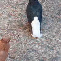 جفت اشعل دم سفید|پرنده|کارون, |دیوار