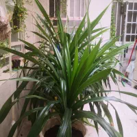 گیاه طبیعی پاندانوس