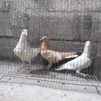 تعدادی کبوتر