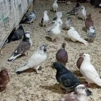 کبوتر تهرانی.کفتر