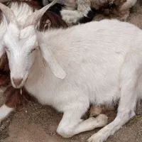 بز سانن.‌شیردار . چند قلو زا