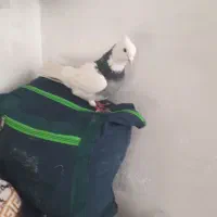 نر ابلق|حیوانات|کرمانشاه, |دیوار