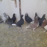 نر پروندنی .نر .ماده .همچی کفتر خوب|پرنده|کرمان, |دیوار