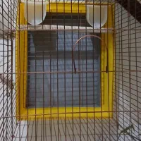 قفس نو|لوازم جانبی حیوانات|کرج, باغستان|دیوار