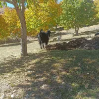 بز و بزغاله|حیوانات مزرعه|فریدونشهر, |دیوار