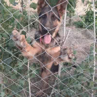 توله سگ ژرمن اصیل