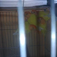 طوطی کوتوله برزیلی.نژاد اوپال کله نارنجی|پرنده|اصفهان, آبشار|دیوار