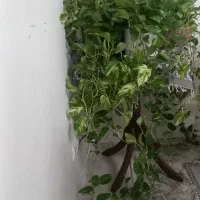 گل پتوس ابلغ دیفن سوسن عنکبوتی قاشقی|گل و گیاه طبیعی|کرمانشاه, |دیوار