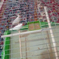 فنج|پرنده|کرمان, |دیوار