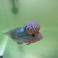 فلاور هورن|ماهی|تهران, بلوار کشاورز|دیوار